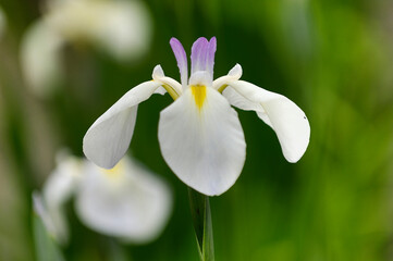 Obraz premium ショウブ