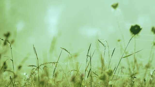 Beautiful green floral natural abstract 4k video background