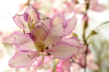 Naklejka na ściany i meble Beautiful pink floral background of pink lily or pink orchid flowers.