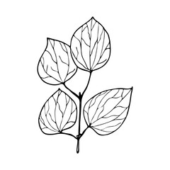 Vector contour branch with leaves. Hand-drawn outline sketch illustration on white background isolated. Ornamental stylish leaf. Vintage decorative elements for floral botanical design.