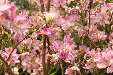 Beautiful pink floral background of pink lily or pink orchid flowers.