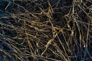 Dry yellow thin reed grass. Pattern, texture, macro, close-up. The field at sunset light. Blue shadows