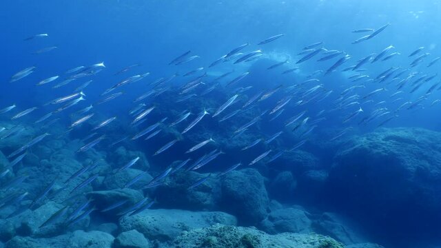 underwater fish scenery from mediterranean  sea breams ocean scenery underwater landscape fish school