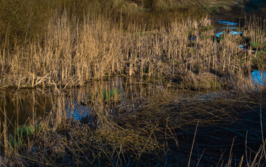 Blue creek water among dry yellow thin reeds grass. Stream, river in field in spring sunset light