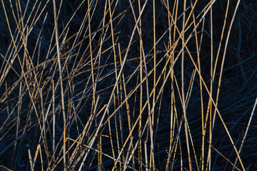 Dry yellow thin reed grass. Pattern, texture, macro, close-up. The field at sunset of autumn sun. Blue shadows