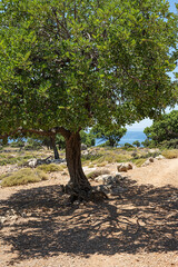 Fototapeta premium Baum mit Schattenbild, bei Loutro, Kreta, Griechenland