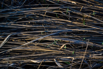 Dry yellow thin grass. Pattern, texture, macro, close-up. The field at sunset of spring sun. Blue shadows