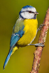 Fototapeta premium Blue Tit, Parus caeruleus, Mediterranean Forest, Castile and Leon, Spain, Europe