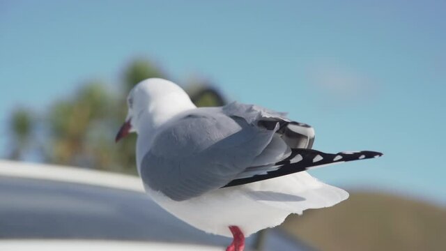 Close view of red-billed gull in New Zealand walking on white vehicle