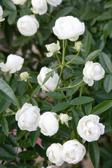 Obraz premium バラ