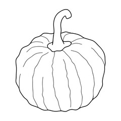 Pumpkin transparent vector illustration isolated on white background. Healthy vegetarian food. Doodle style. Decoration for greeting cards, posters, patches, prints for clothes, emblems.