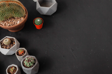 Large round cactus. Black background.