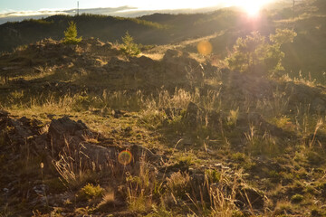 Dry yellow green thin grass in sun light. The field at summer sunset. Lake Baikal nature, hills and mountains