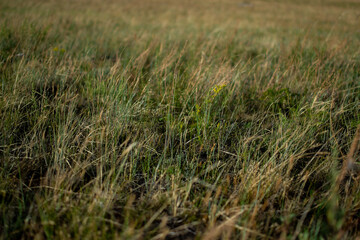 Dry yellow green thin grass. Pattern, texture, macro, close-up. The field at sunset of summer sun. Lake Baikal nature