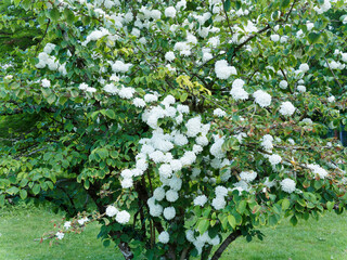 Viorne de Chine (Viburnum plicatum 'Grandiflorum') arbuste ornemental aux branches étagées...