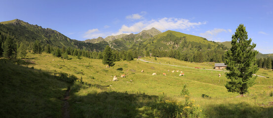 Herd of cows in the Alps, Niedere Tauern, Styria, Austria