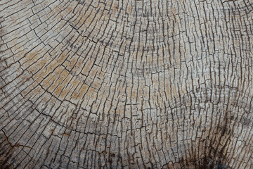 Fototapeta premium Natural wooden background, surface with timber texture and pattern of old wood