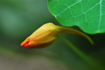 Bud of tropaeolum majus, great nasturtium, under a green leaf