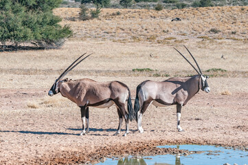 Oryx at a waterhole in the arid Kgalagadi