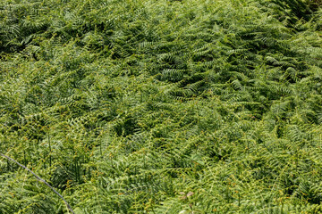 Hay-scented fern (Dennstaedtia punctilobula) on Madeira Island, Portugal