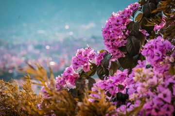 Fototapeta na wymiar Bougainvillea blooming on a bright sunny day. 