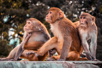 Group of monkey staring at a point. All guys when a hot girl passes by. LOL