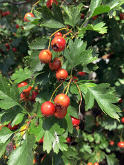 Red hawthorn berries on a branch