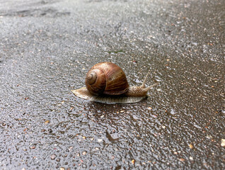 Grape snail (Helix pomatia) on the wet asphalt