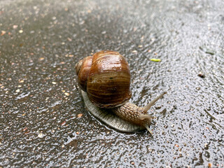Grape snail (Helix pomatia) on the wet asphalt