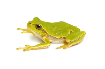 Green tree frog isolated on white