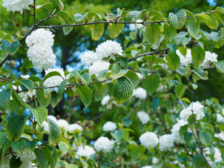 (Viburnum plicatum 'Grandiflorum') Viorne de Chine au feuillage vert pâle à vert foncé, plissé...
