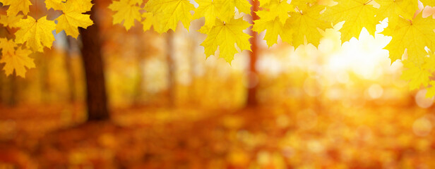 Naklejka na ściany i meble Autumn leaves on the sun and trees