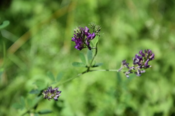 Dzika łąka - spacer wśród natury © Anna