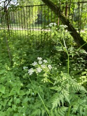 White flowers of kupyr (Anthriscus)