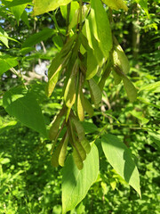 Fototapeta na wymiar Maple seeds on the background of green leaves