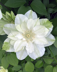 White clematis flower, climbing ornamental plant