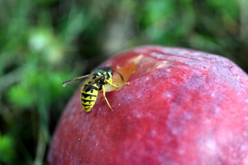 Wespe auf einem angefressenen Apfel