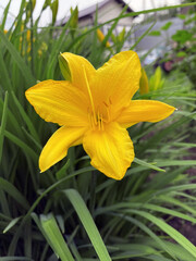 Yellow flower daylily (Hemerocallis). Russia