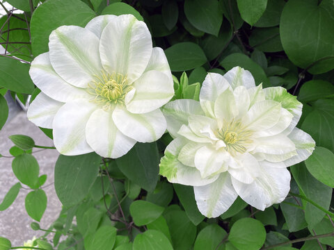 White clematis flower, climbing ornamental plant