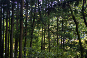 Fototapeta premium sun rays through trees