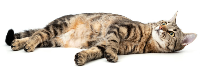 Lying cat tabby isolated on white background.