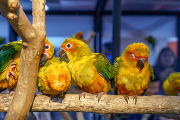 Conures perched on a branch. Bird is a popular pet in Thailand.
