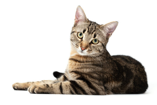 Lying cat tabby isolated on white background.