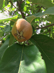 Unripe quince on a branch