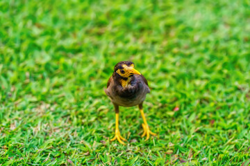 Myna bird on the lawn in the park.