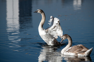 Close up young swan portrait grey nature spring birds wild life