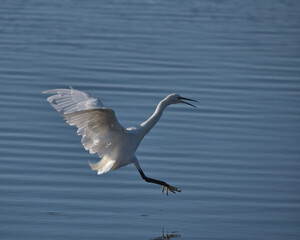 Fototapeta na wymiar Little Egret , Egretta garzetta coming into land in the water.
