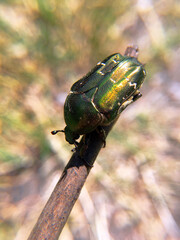 Golden bronze (cetonia aurata) on a knot