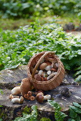 basket full of mushrooms standing in forest