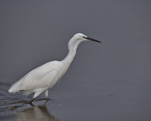 Little Egret , Egretta garzetta wading in the water.